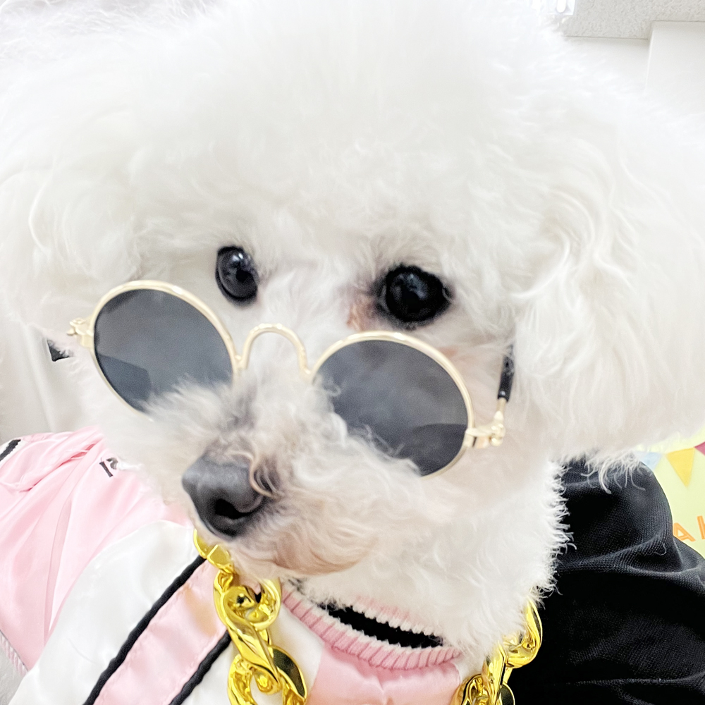 生徒とモデル犬の写真撮影会③